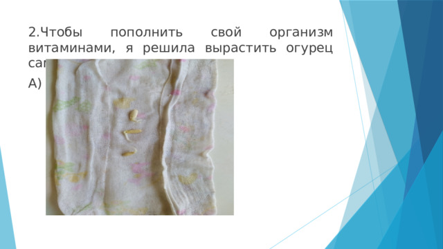 2.Чтобы пополнить свой организм витаминами, я решила вырастить огурец сама в саду: А) 