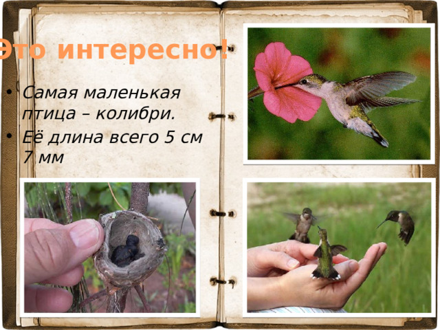 Это интересно! Самая маленькая птица – колибри. Её длина всего 5 см 7 мм  