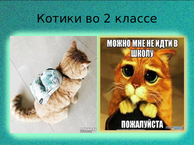 Котики во 2 классе 