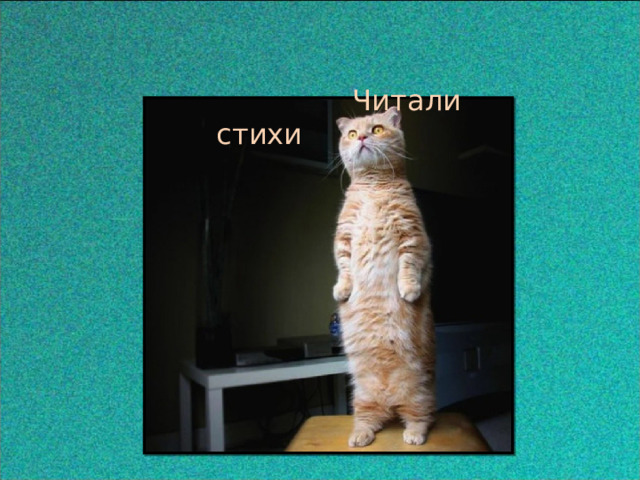  Читали стихи 