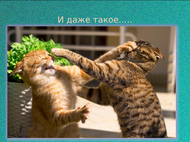  И даже такое….. 