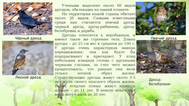  Учеными выделено около 60 видов дроздов, обитающих на нашей планете.  На территории нашей страны обитает около 20 видов. Самыми известными среди них считается певчий дрозд, черный дрозд, дрозд-рябинник, дрозд-белобровик и деряба.  Дрозды относятся к воробьиным, и имеют такое же строение тела. Длина дрозда – до 25 см вес в среднем до 100 г. У дрозда очень характерная манера передвижения: они как будто бы подпрыгивают и приседают. У птиц небольшая изящная голова с крупными черными глазами, за счет чего можно предположить, что раньше они вели только ночной образ жизни. Странствующие дрозды живут около 3-5 лет из-за своего опасного образа жизни. Более оседлые птицы живут намного дольше – до 11 лет. В неволе некоторые виды могут жить до 20 лет. Певчий дрозд Чёрный дрозд Лесной дрозд Дрозд-белобровик 