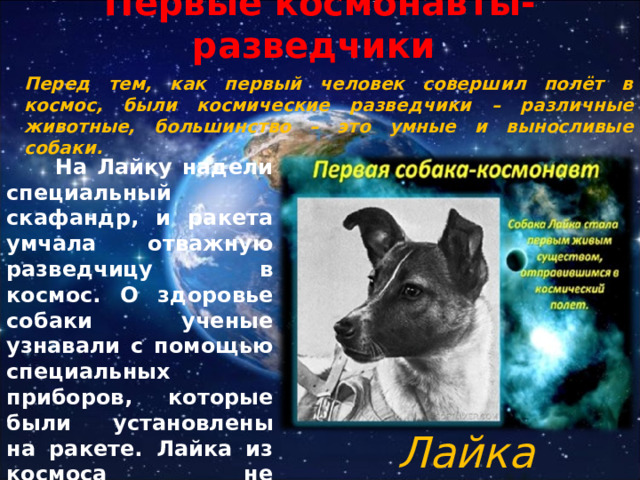 Первые космонавты-разведчики Перед тем, как первый человек совершил полёт в космос, были космические разведчики – различные животные, большинство – это умные и выносливые собаки.  На Лайку надели специальный скафандр, и ракета умчала отважную разведчицу в космос. О здоровье собаки ученые узнавали с помощью специальных приборов, которые были установлены на ракете. Лайка из космоса не вернулась. Лайка 