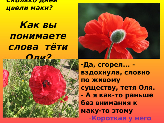 Сколько дней цвели маки?  Как вы понимаете слова тёти Оли? Да, сгорел... - вздохнула, словно по живому существу, тетя Оля. - А я как-то раньше без внимания к маку-то этому Короткая у него жизнь. Зато без оглядки, в полную силу прожита. И у людей так бывает... 