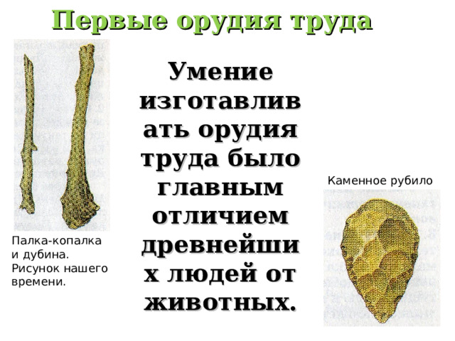 Первые орудия труда Умение изготавливать орудия труда было главным отличием древнейших людей от животных. Каменное рубило Палка-копалка и дубина. Рисунок нашего времени. 