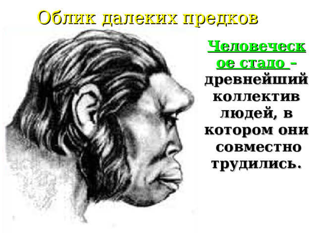 Облик далеких предков Человеческое стадо – древнейший коллектив людей, в котором они совместно трудились. 