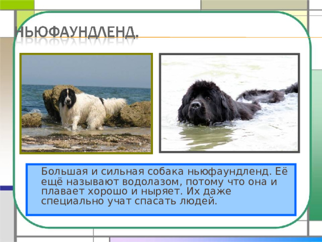   Большая и сильная собака ньюфаундленд. Её ещё называют водолазом, потому что она и плавает хорошо и ныряет. Их даже специально учат спасать людей. 