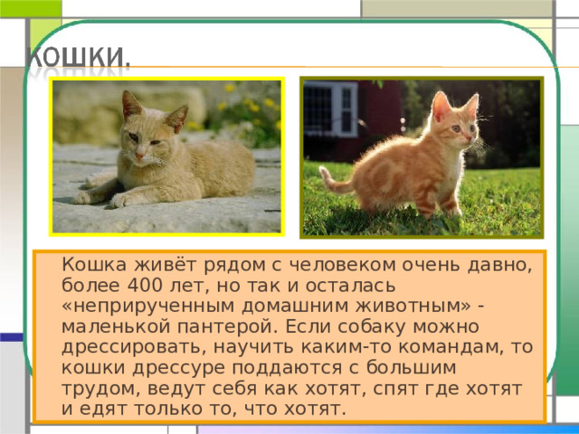   Кошка живёт рядом с человеком очень давно, более 400 лет, но так и осталась «неприрученным домашним животным» - маленькой пантерой. Если собаку можно дрессировать, научить каким-то командам, то кошки дрессуре поддаются с большим трудом, ведут себя как хотят, спят где хотят и едят только то, что хотят.  