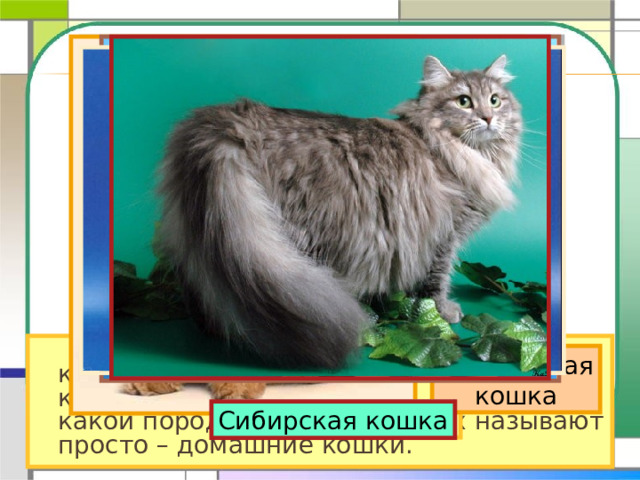   На свете около 60 разных пород кошек. Но большинство тех кошек, которые живут в наших квартирах, ни к какой породе не относятся. Их называют просто – домашние кошки. Персидская кошка Обычная домашняя кошка Сиамская кошка Русская голубая Сибирская кошка 