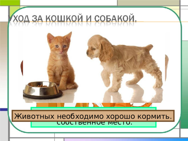 У кошки и собаки должно быть  собственное место. Животных необходимо хорошо кормить. 