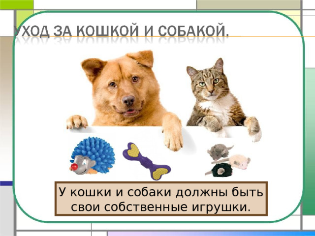 У кошки и собаки должны быть свои собственные игрушки. 