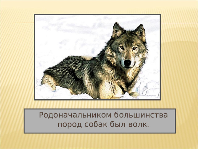  Родоначальником большинства пород собак был волк. 