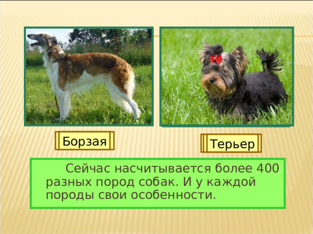 Лайка Легавая Борзая Овчарка Гончая Терьер   Сейчас насчитывается более 400 разных пород собак. И у каждой породы свои особенности. 