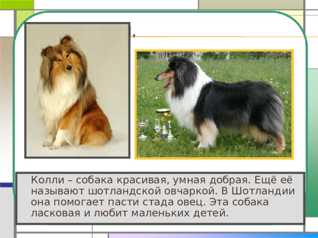   Колли – собака красивая, умная добрая. Ещё её называют шотландской овчаркой. В Шотландии она помогает пасти стада овец. Эта собака ласковая и любит маленьких детей. 