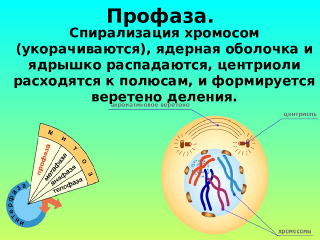 Профаза. Спирализация хромосом (укорачиваются), ядерная оболочка и ядрышко распадаются, центриоли расходятся к полюсам, и формируется веретено деления. 