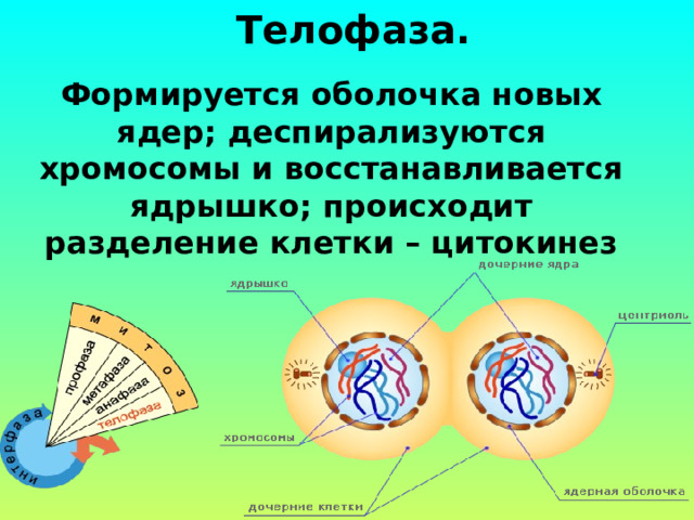 Телофаза. Формируется оболочка новых ядер; деспирализуются хромосомы и восстанавливается ядрышко; происходит разделение клетки – цитокинез 