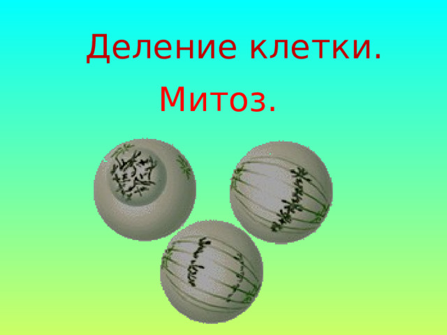 Деление клетки. Митоз. 