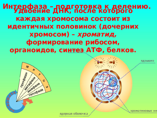Интерфаза – подготовка к делению.  Удвоение ДНК, после которого каждая хромосома состоит из идентичных половинок (дочерних хромосом) – хроматид, формирование рибосом, органоидов, синтез АТФ, белков. 