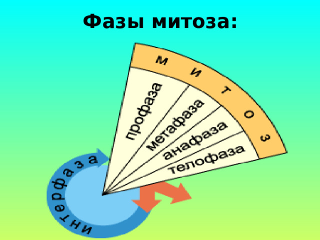 Фазы митоза: 
