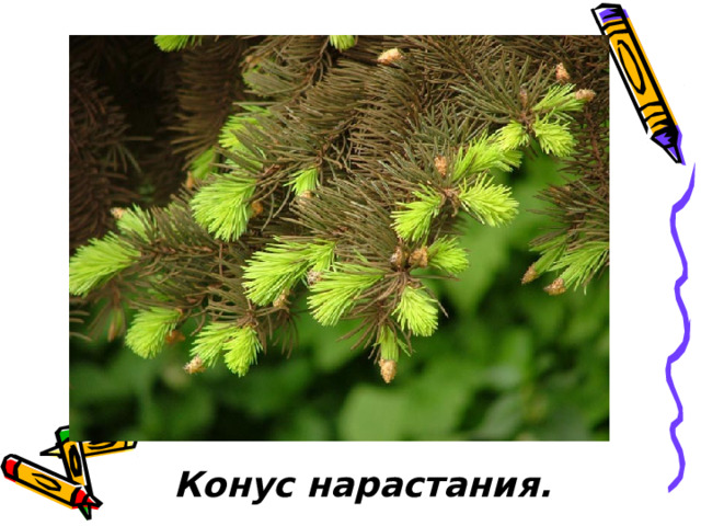  Конус нарастания. 