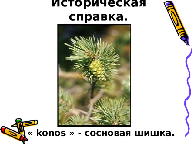 Историческая справка.  « konos » - сосновая шишка. 