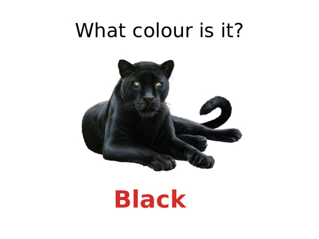 What colour is it? Black 