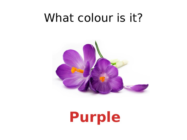 What colour is it? Purple 