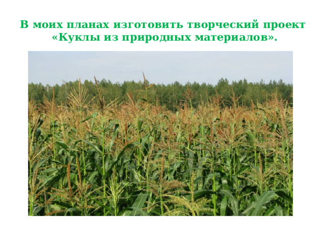 В моих планах изготовить творческий проект  «Куклы из природных материалов». 