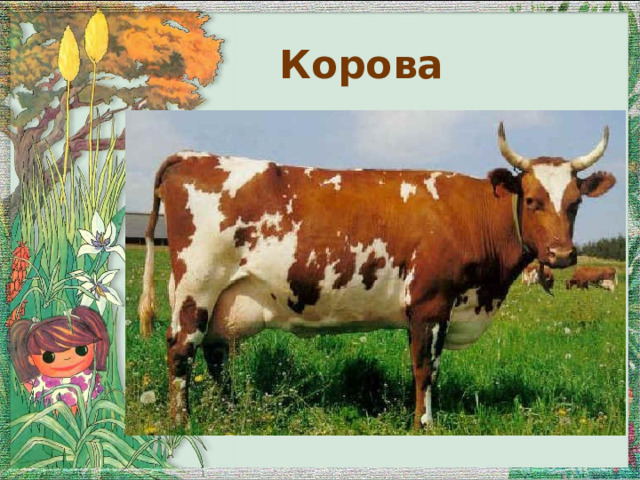 Корова 