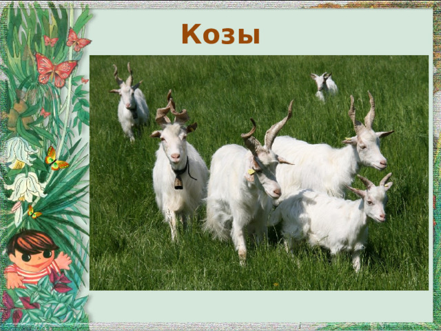 Козы 