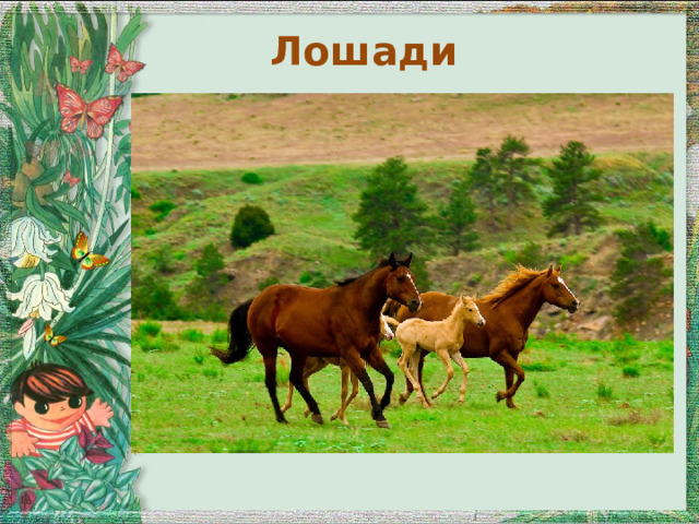 Лошади 