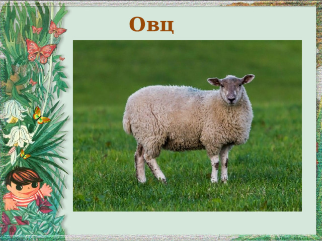 Овца 