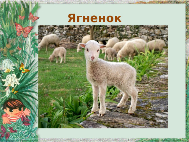 Ягненок 