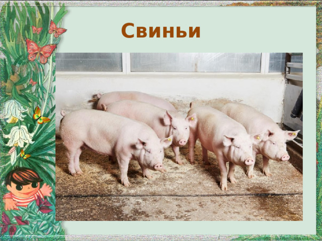 Свиньи 