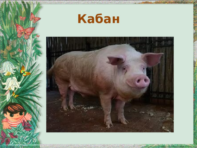 Кабан 