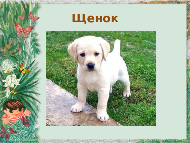 Щенок 