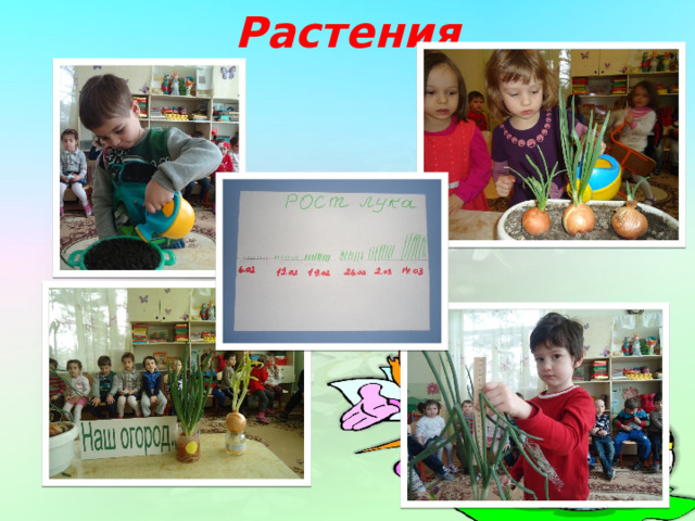 Растения 