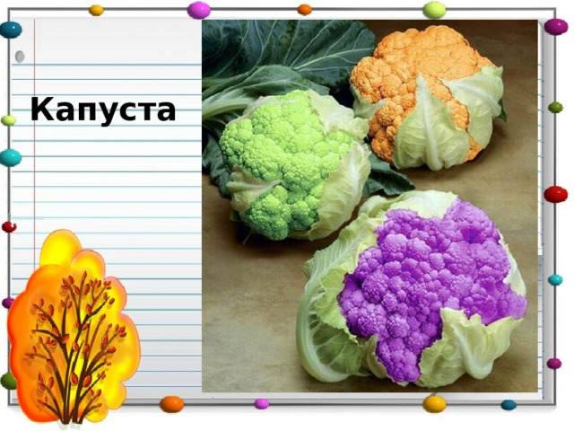 Капуста 
