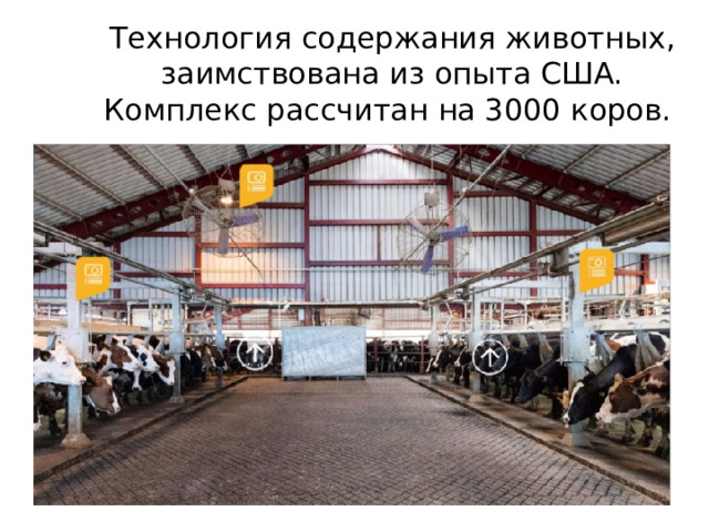 Технология содержания животных, заимствована из опыта США. Комплекс рассчитан на 3000 коров.   