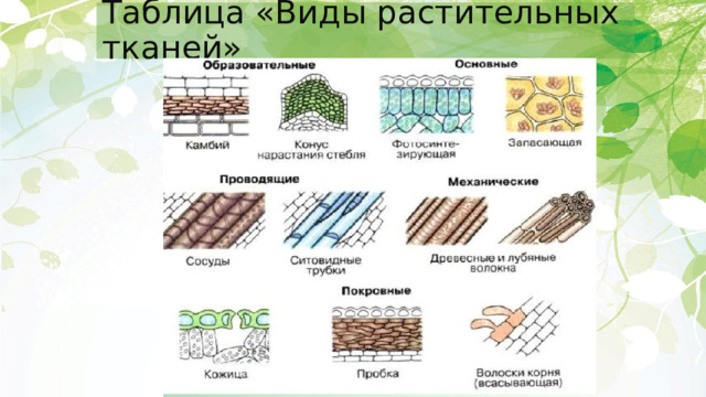 Таблица «Виды растительных тканей» 