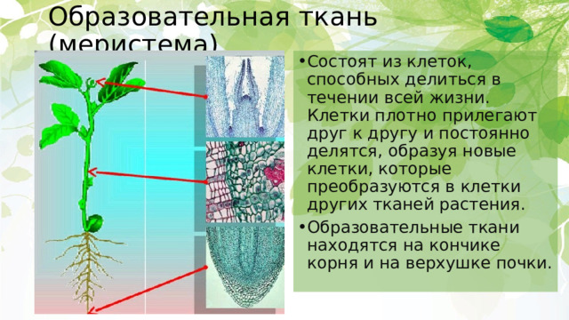 Образовательная ткань (меристема) Состоят из клеток, способных делиться в течении всей жизни. Клетки плотно прилегают друг к другу и постоянно делятся, образуя новые клетки, которые преобразуются в клетки других тканей растения. Образовательные ткани находятся на кончике корня и на верхушке почки. 