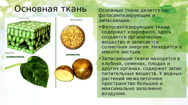 Основная ткань Основные ткани делятся на: фотосинтезирующие и запасающие. Фотосинтезирующие ткани содержат хлорофилл, здесь создается органическое вещество и запасается солнечная энергия. Находится в мякоти листьев. Запасающие ткани находятся в клубнях, семенах, плодах и других органах, содержат запас питательных веществ. У водных растений межклеточное пространство большое и максимально заполнено воздухом. 