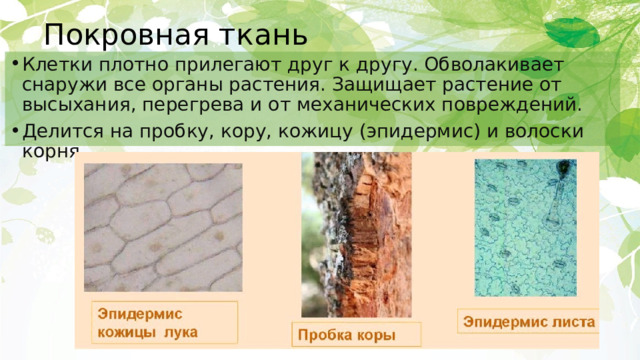 Покровная ткань Клетки плотно прилегают друг к другу. Обволакивает снаружи все органы растения. Защищает растение от высыхания, перегрева и от механических повреждений. Делится на пробку, кору, кожицу (эпидермис) и волоски корня. 