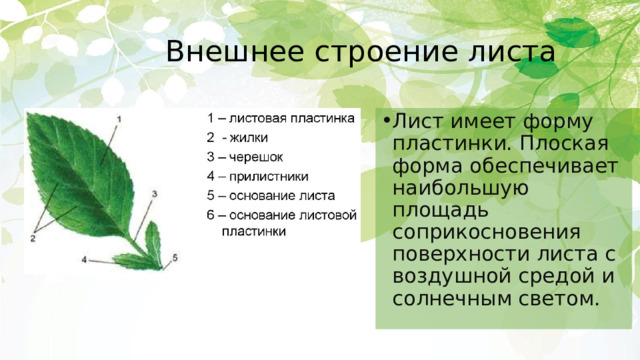 Внешнее строение листа Лист имеет форму пластинки. Плоская форма обеспечивает наибольшую площадь соприкосновения поверхности листа с воздушной средой и солнечным светом. 