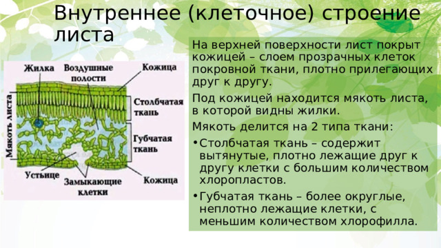 Внутреннее (клеточное) строение листа На верхней поверхности лист покрыт кожицей – слоем прозрачных клеток покровной ткани, плотно прилегающих друг к другу. Под кожицей находится мякоть листа, в которой видны жилки. Мякоть делится на 2 типа ткани: Столбчатая ткань – содержит вытянутые, плотно лежащие друг к другу клетки с большим количеством хлоропластов. Губчатая ткань – более округлые, неплотно лежащие клетки, с меньшим количеством хлорофилла. 