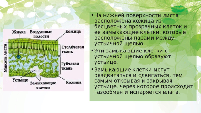 На нижней поверхности листа расположена кожица из бесцветных прозрачных клеток и ее замыкающие клетки, которые расположены парами между устьичной щелью. Эти замыкающие клетки с устьичной щелью образуют устьице. Замыкающие клетки могут раздвигаться и сдвигаться, тем самым открывая и закрывая устьице, через которое происходит газообмен и испаряется влага. 