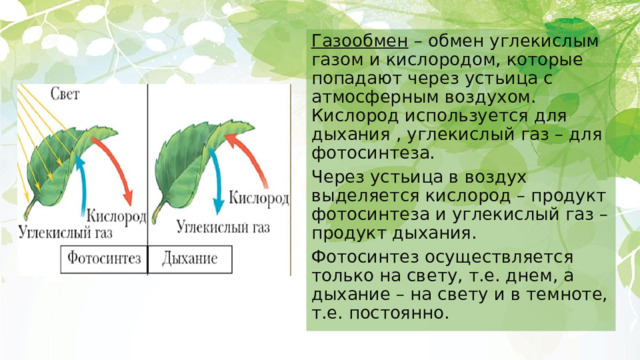 Газообмен – обмен углекислым газом и кислородом, которые попадают через устьица с атмосферным воздухом. Кислород используется для дыхания , углекислый газ – для фотосинтеза. Через устьица в воздух выделяется кислород – продукт фотосинтеза и углекислый газ – продукт дыхания. Фотосинтез осуществляется только на свету, т.е. днем, а дыхание – на свету и в темноте, т.е. постоянно. 