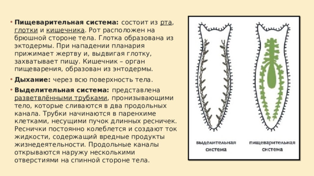 Пищеварительная система: состоит из рта , глотки и кишечника . Рот расположен на брюшной стороне тела. Глотка образована из эктодермы. При нападении планария прижимает жертву и, выдвигая глотку, захватывает пищу. Кишечник – орган пищеварения, образован из энтодермы. Дыхание: через всю поверхность тела. Выделительная система: представлена разветвлёнными трубками , пронизывающими тело, которые сливаются в два продольных канала. Трубки начинаются в паренхиме клетками, несущими пучок длинных ресничек. Реснички постоянно колеблется и создают ток жидкости, содержащий вредные продукты жизнедеятельности. Продольные каналы открываются наружу несколькими отверстиями на спинной стороне тела. 
