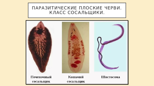 Паразитические плоские черви.  Класс сосальщики. 