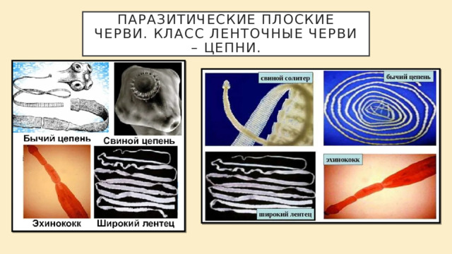 Паразитические плоские черви. Класс ленточные черви – цепни. 